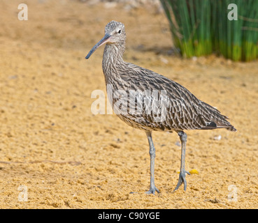 Eurasische Brachvogel (Numenius Arquata) Stockfoto