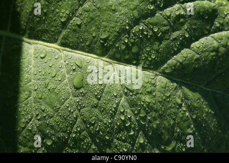 Nassen Tabakblatt auf Tabak-Plantage in Vinales Tal, Kuba. Stockfoto