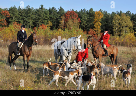 Jäger tragen traditionelle Rotröcke auf dem Pferderücken mit Rudel von Hunden während ziehen Sie Jagd im Herbst, Europa Stockfoto