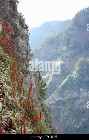 Madeira ist ein beliebtes Urlaubsziel. Zwei topographische Merkmale kennzeichnen die Landschaft Madeiras: steile Berge und Stockfoto