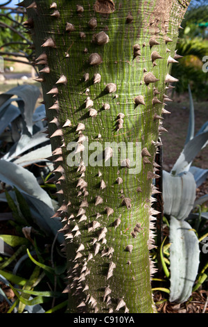 Den Niederlanden, Oranjestad, Sint Eustatius Insel, Niederländische Karibik. Junge Kapok oder Baum Kapok (Ceiba Pentandra). Stockfoto