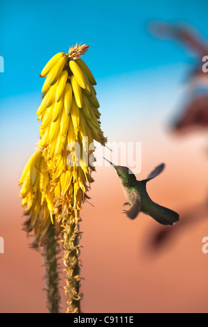 Den Niederlanden, Oranjestad, Sint Eustatius Insel, Niederländische Karibik. Antillean Crested Kolibri. Weiblich. Stockfoto