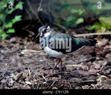 EIN LAPWIING (GREEN REGENPFEIFER) BEI BIRDWORLD, SURREY. Stockfoto