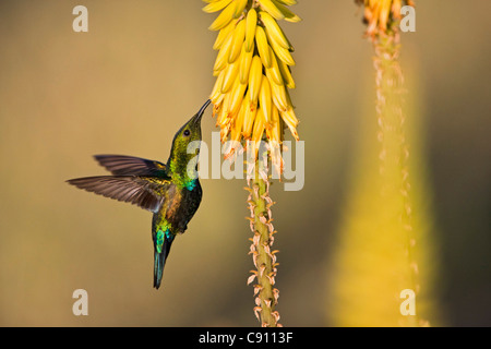 Den Niederlanden, Oranjestad, Sint Eustatius Insel, Niederländische Karibik. Grün Throated Carib Kolibri (Eulampis Holosericeus). Stockfoto