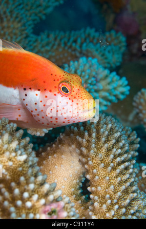 Sommersprossen-Falkenfisch, Paracirrhites forsteri, auf Korallen, Chicken Farm Tauchplatz, Weihnachtsinsel, Australien, Indischer Ozean Stockfoto