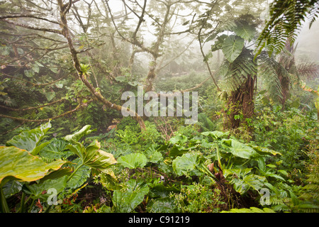 Niederlande, Windwardside, Saba Island, Niederländische Karibik. Mount Scenery National Park. Höchster Punkt in den Niederlanden. (887 Meter) Stockfoto