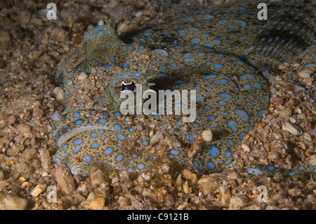 Pfauenflunder, Bothus mancus, im Sand, Tauchplatz am Flying Fish Cove Beach, Weihnachtsinsel, Australien, Indischer Ozean Stockfoto