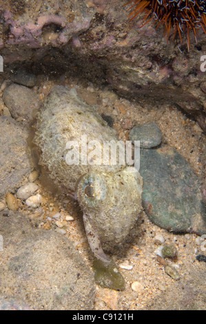 Stumpy-Spined Cuttlefish, Sepia bandensis, Flying Fish Cove Beach Tauchplatz, Weihnachtsinsel, Australien, Indischer Ozean Stockfoto