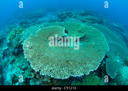 Tafelkorallen, Acropora sp, Rhoda Wall Tauchplatz, Weihnachtsinsel, Australien, Indischer Ozean Stockfoto