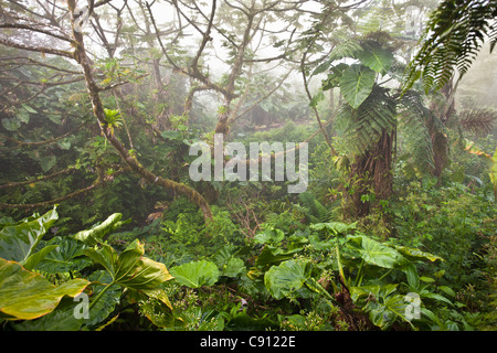 Niederlande, Windwardside, Saba Island, Niederländische Karibik. Mount Scenery National Park. Höchster Punkt in den Niederlanden. (887 Meter) Stockfoto