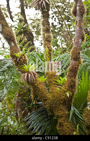 Niederlande, Windwardside, Saba Island, Niederländische Karibik. Mount Scenery National Park. Höchster Punkt in den Niederlanden. (887 Meter) Stockfoto