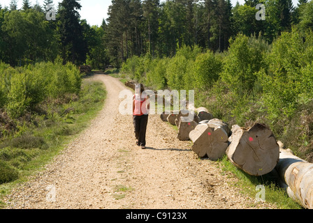 Der New Forest Nationalpark ist eine historische alte Waldgebiet in Hampshire mit breiten markierte Wege und es ist beliebt bei Stockfoto