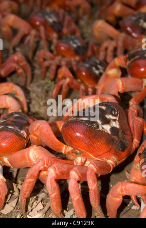 Abguss von roten Krabben, Gecarcoidea natalis, Weihnachtsinsel, Australien, Indischer Ozean Stockfoto