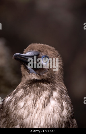 Die Juvenile Red-footed Sprengfallen Sula Sula Rassen auf Christmas Island, Australien. Stockfoto