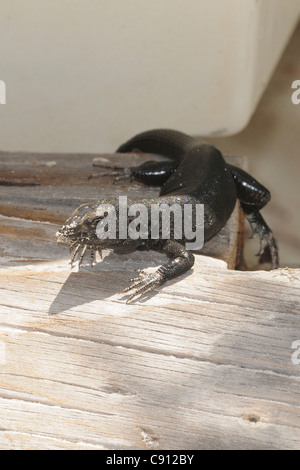 Eine schwarze Eidechse in Los Roques Archipel bietet einen reichhaltigen Lebensraum für viele Formen von Wildtieren, darunter Reptilien. Stockfoto