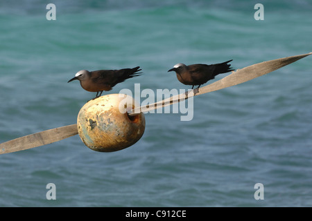 Ein paar braune Noddy in Los Roques Archipel Venezuela. Der größte Nationalpark in der Karibik Los Roques bietet eine Stockfoto