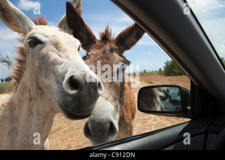 Die Niederlande, Insel Bonaire, Niederländische Karibik, Kralendijk, Donkey Sanctuary. Stockfoto