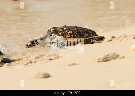 Los Roques Archipel ist die größte in der Karibik bietet einen reichen Lebensraum für viele Formen der Tierwelt einschließlich Stockfoto