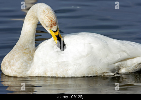 Ein Singschwan (Cygnus Cygnus) preens an einem See im Norden Englands vor kurzem vom Polarkreis angekommen. Stockfoto