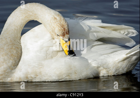 Ein Singschwan (Cygnus Cygnus) Pflege an einem See im Norden Englands vor kurzem vom Polarkreis angekommen. Stockfoto