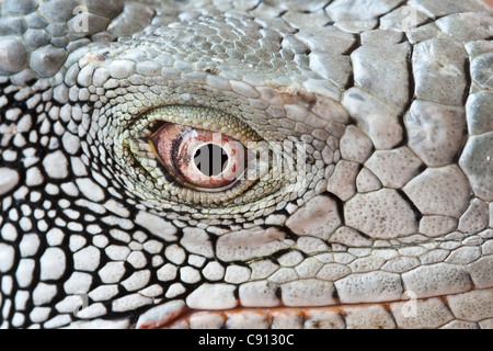 Die Niederlande, Insel Bonaire, Niederländische Karibik, Kralendijk, grüner Leguan (Iguana Iguana). Stockfoto