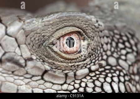 Die Niederlande, Insel Bonaire, Niederländische Karibik, Kralendijk, grüner Leguan (Iguana Iguana). Stockfoto