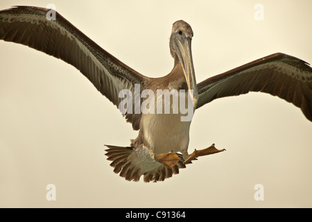 Der Niederlande, Insel Bonaire, Niederländische Karibik, Kralendijk, Brown Pelikan (Pelecanus Occidentalis). Stockfoto