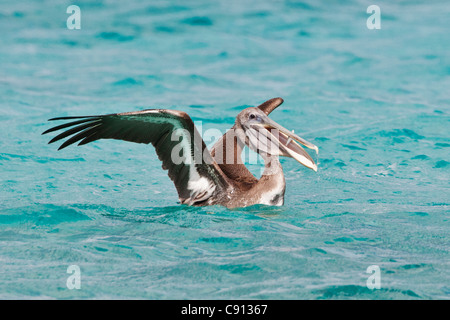 Niederlande, Insel Bonaire, Niederländische Karibik Kralendijk, brauner Pelikan (Pelecanus Occidentalis) fangen Fische. Stockfoto