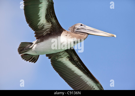 Der Niederlande, Insel Bonaire, Niederländische Karibik, Kralendijk, Brown Pelikan (Pelecanus Occidentalis). Stockfoto