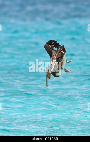 Der Niederlande, Insel Bonaire, Niederländische Karibik, Kralendijk, Brown Pelikan (Pelecanus Occidentalis). Stockfoto