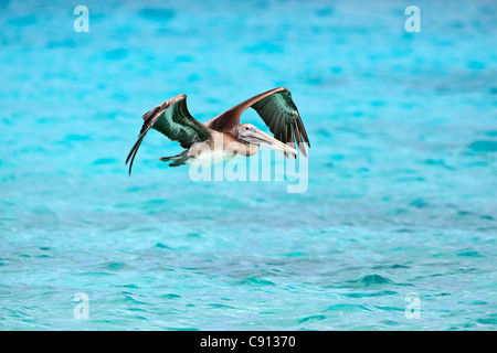 Der Niederlande, Insel Bonaire, Niederländische Karibik, Kralendijk, Brown Pelikan (Pelecanus Occidentalis). Stockfoto