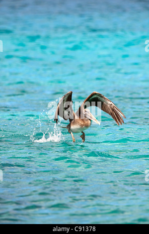 Der Niederlande, Insel Bonaire, Niederländische Karibik, Kralendijk, Brown Pelikan (Pelecanus Occidentalis). Stockfoto