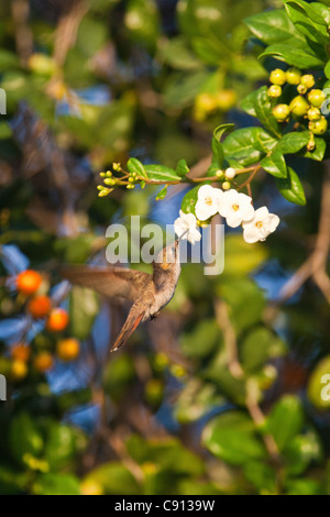 Der Niederlande, Insel Bonaire, Niederländische Karibik, Kralendijk, Ruby Topaz Kolibri (Chrysolampis Mosquitus). Weiblich. Stockfoto