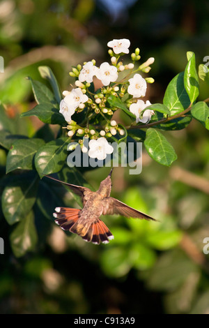 Der Niederlande, Insel Bonaire, Niederländische Karibik, Kralendijk, Ruby Topaz Kolibri (Chrysolampis Mosquitus). Weiblich. Stockfoto