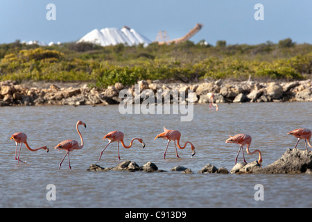 Die Niederlande, Insel Bonaire, Niederländische Karibik, Kralendijk, American Flamingo (Phoenicopterus Ruber). Hintergrund Salzminen. Stockfoto
