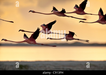 Den Niederlanden, Insel Bonaire, Niederländische Karibik, Kralendijk, American oder Karibik Flamingo (Phoenicopterus Ruber). Stockfoto