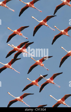 Den Niederlanden, Insel Bonaire, Niederländische Karibik, Kralendijk, American oder Karibik Flamingo (Phoenicopterus Ruber). Stockfoto