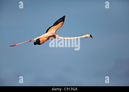 Den Niederlanden, Insel Bonaire, Niederländische Karibik, Kralendijk, American oder Karibik Flamingo (Phoenicopterus Ruber). Stockfoto