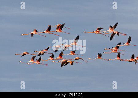 Den Niederlanden, Insel Bonaire, Niederländische Karibik, Kralendijk, American oder Karibik Flamingo (Phoenicopterus Ruber). Stockfoto