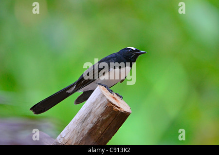 Willie Wagtail Vogel sitzt auf Raja Ampat Inseln von West-Papua im Pazifischen Ozean, Indonesien, Post, Kri-Insel. Stockfoto