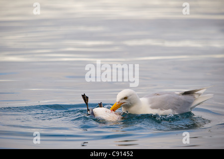 Dramatische Nahaufnahme einer Glaucous Möwe (Larus Hyperboreus) ernähren sich von Brunnichs Guillemot (Uria Lomvia) Stockfoto