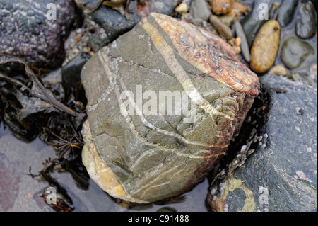 farbige Felsen Stein auf Criccieth Strand Gwynedd Nord Wales uk Stockfoto