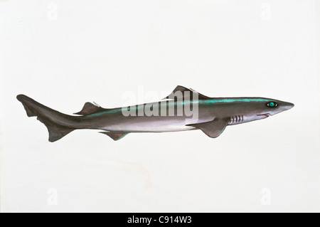 Gulper Haifisch, Centrophorus granulosus-Centrophoridae Stockfoto