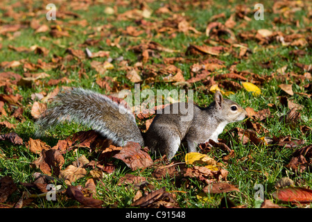 Graue Eichhörnchen im King George Park, Wandsworth Stockfoto