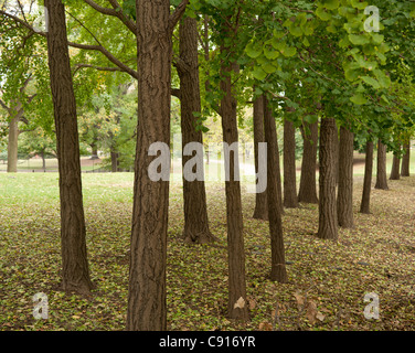 Fort Greene Park ist ein Stadtpark in Brooklyn New York bestehend aus 30,2 Hektar und ist eine beliebte Wohngegend wo die Stockfoto