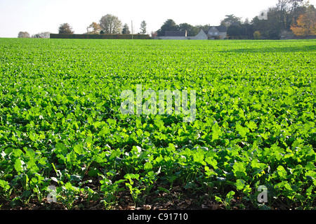 Bereich der grünen wächst in der Nähe von Marshfield, Gloucestershire, England, Vereinigtes Königreich Stockfoto