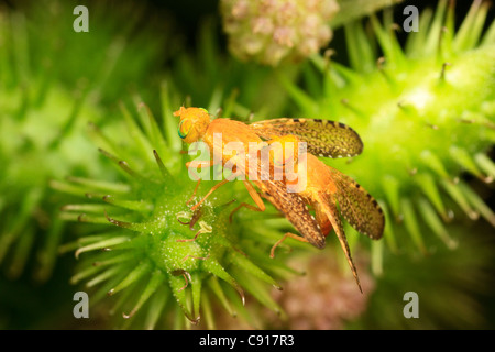 Fruchtfliege (Icterica Seriata), Paarung. Stockfoto