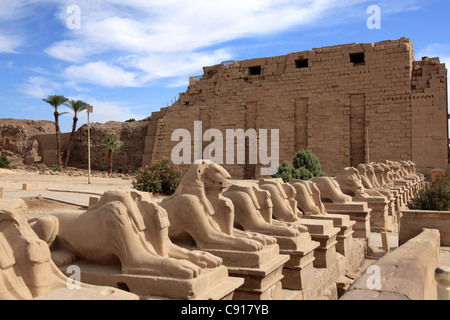 Karnak-Tempel ist ein riesiger pharaonische Tempel und Freilichtmuseum und die größte antike religiöse Stätte in der Welt. Die Allee der Stockfoto