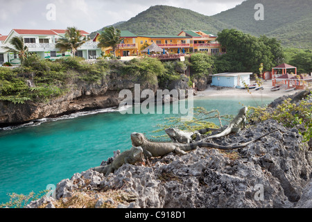 Curaçao, Karibik-Insel, Niederlande seit 2010. Playa Lagun. Grüner Leguan auf Felsen. Ferienhäuser und Strand. Stockfoto