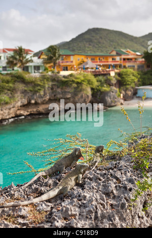 Curaçao, Karibik-Insel, Niederlande seit 2010. Playa Lagun. Grüner Leguan auf Felsen. Ferienhäuser und Strand. Stockfoto